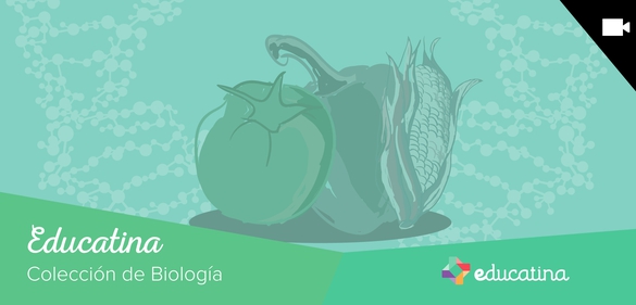Imagen de la colección: Educatina colección de Biologia