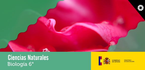 Imagen de colección