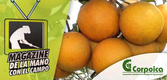 Laboratorio Integral de Servicios para el Sector Agroalimentario (LISSALAB)