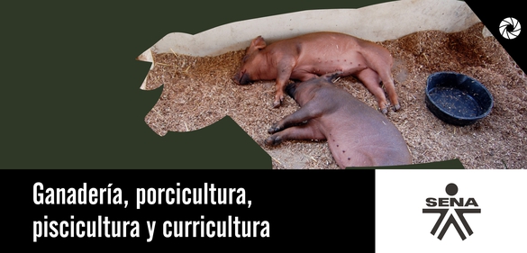 Imagen de la colección: Ganadería, porcicultura, piscicultura y  curricultura